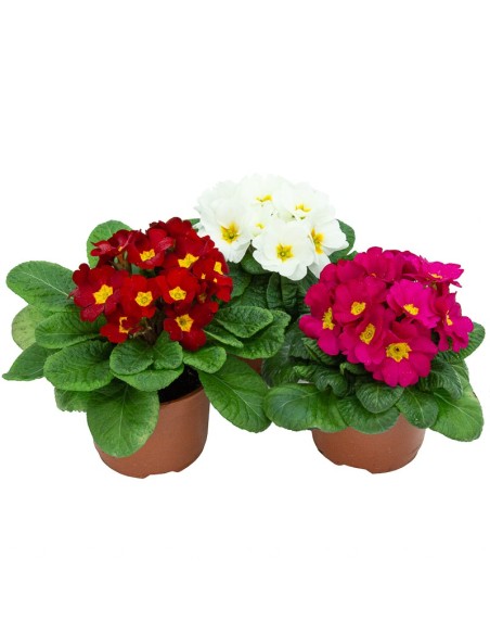 Primula acaulis, étage à partir de 2,25 € à Germigarden