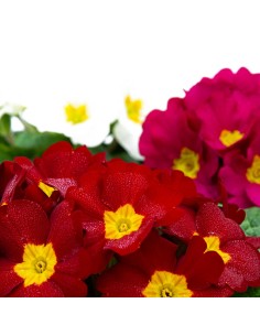 Primula acaulis, étage à partir de 2,25 € à Germigarden 2