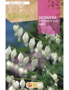 Bulbo de Dicentra spectabilis
