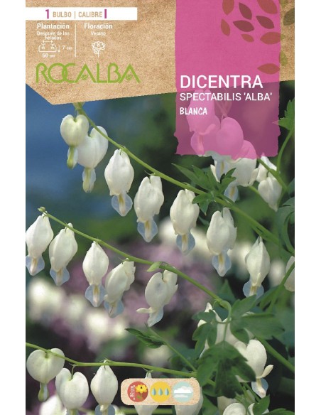 Bulb de Dicentra spectabilis