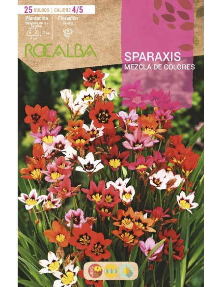Bulbo de canna a granel Rocalba (unidad)