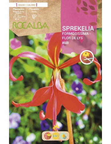 Bulb d'Sprekelia Formosissima Flor de Lys