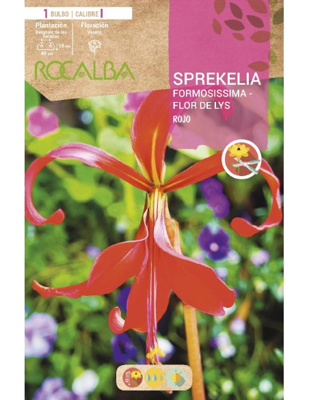 Bulb d'Sprekelia Formosissima Flor de Lys
