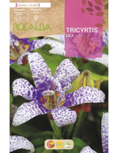 Bulbo de Tricyrtis (3 unidades)