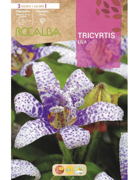 Bulbo de Tricyrtis (3 unidades)