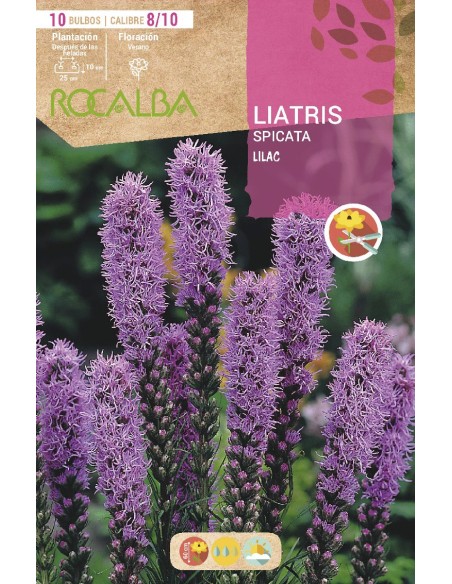 Bulb de liatris a Germigarden.com