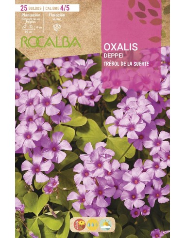 Bulbo de oxalis rosa (bolsa 25 unidades)