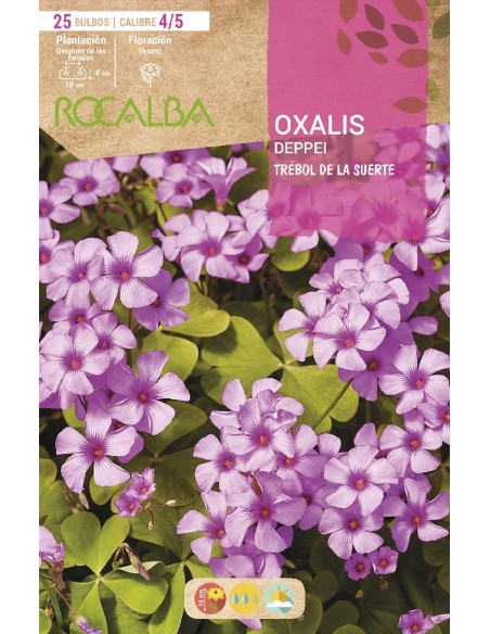 Bulbo de canna a granel Rocalba (unidad)
