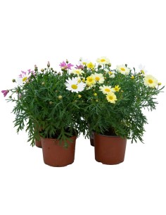 Margaridas de várias cores a partir de € 3,75 em Germigarden