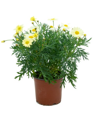 Margaridas de várias cores a partir de € 3,75 em Germigarden