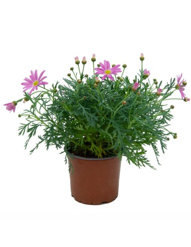 Marguerites aux multiples couleurs à partir de 3,50€ chez Germigarden