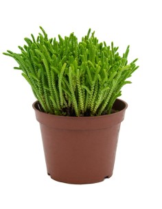 Crassula lycopodioides