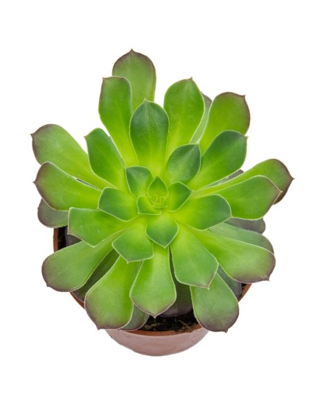 Aeonium arboreum atropurpurea (maceta 18 cm ø)