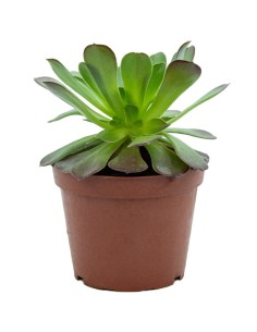 Aeonium arboreum atropurpurea (maceta 18 cm ø)
