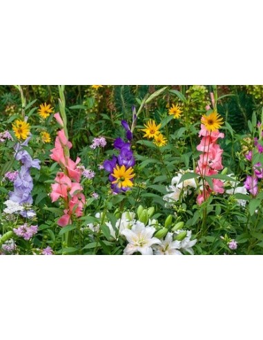 Pack de bulbs de primavera 1