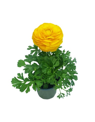 Ranúnculo (vaso de 13 cm Ø)
