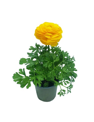 Ranúnculo (vaso de 13 cm Ø)