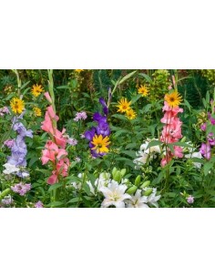 Pack de bulbos de primavera 1