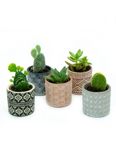 Cacto e crass (vaso 5,5 cm ø) variaram