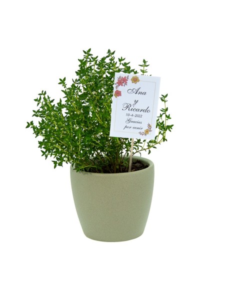 Bandeja de plantas aromáticas sortidas (vaso de 10,5 cm) (15 unidades)