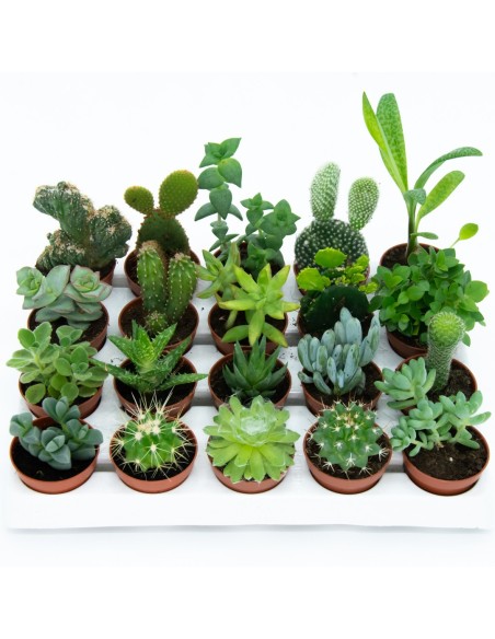 Cactus i crasa (test 5,5 cm ø) variat