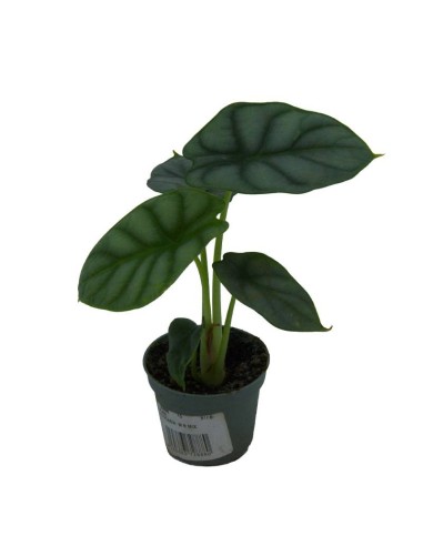 Alocasia Wentii (vaso 6 cm Ø)