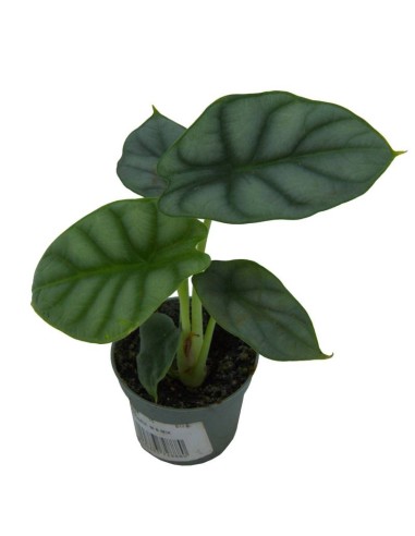 Alocasia Wentii (vaso 6 cm Ø)