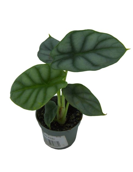 Alocasia Wentii (vaso 6 cm Ø)