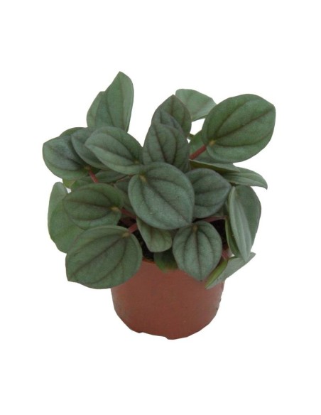 Peperomia Milano (test 6 cm Ø)