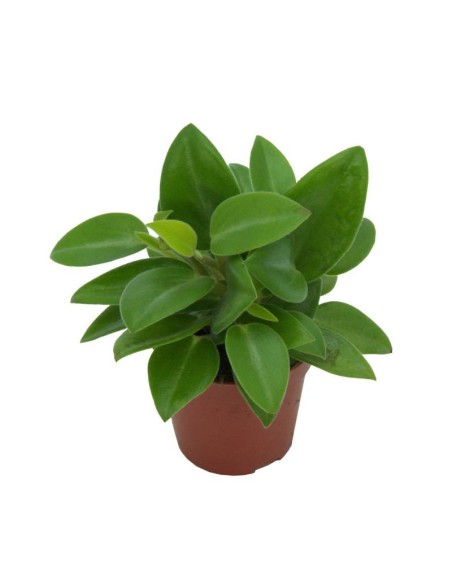 Cròton