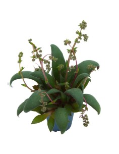 Crassula orbicularis (maceta 7 cm ø) 2