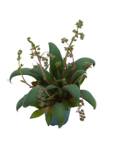 Crassula orbicularis (maceta 7 cm ø)