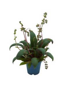 Tradescantia de penjar (test 14 cm ø)