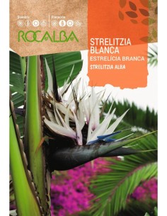 Semilla Strelizia blanca (strelizia alba)