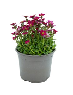 Saxifraga (vaso de 13 cm Ø)