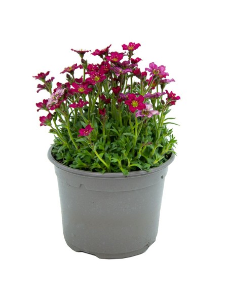 Saxifraga (vaso de 13 cm Ø)