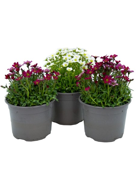 Saxifraga (vaso de 13 cm Ø)