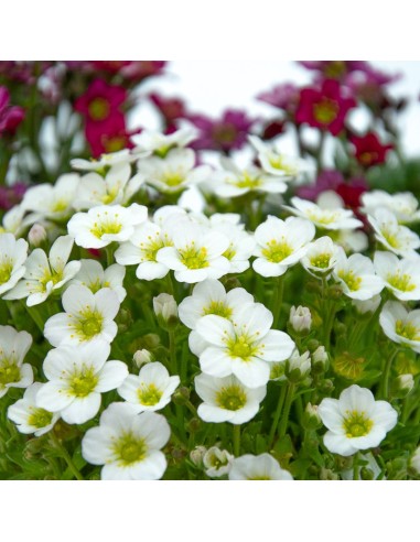 Saxifraga (vaso de 13 cm Ø)