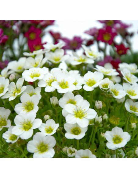 Saxifraga (vaso de 13 cm Ø)