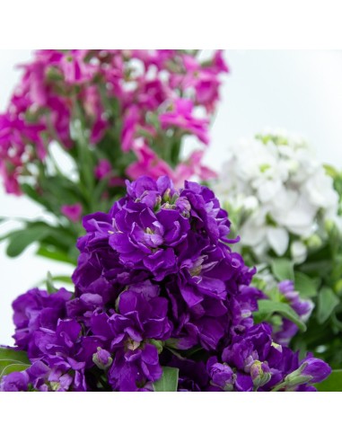 Planta de alheli por 3,55€ en Germigarden