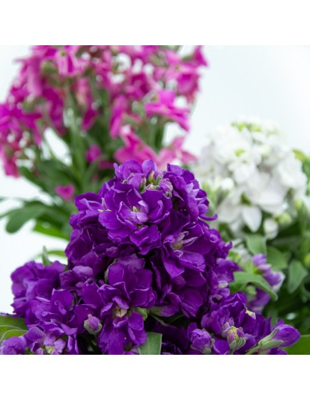 Planta de alheli por 3,55€ en Germigarden