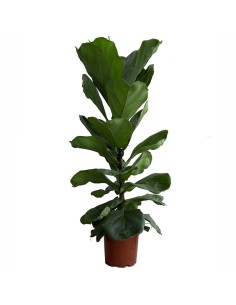 Ficus Lyrata (100 - 120 cm aprox.) 2
