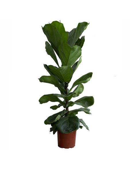 Ficus Lyrata (100 - 120 cm aprox.)