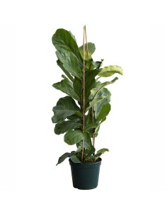 Ficus Lyrata (100 - 120 cm aprox.)