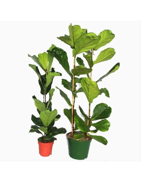 Ficus Lyrata (100 - 120 cm aprox.)
