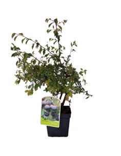 Blackthorn (pote de 2 litros)