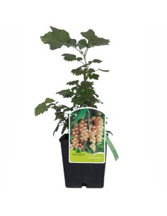 Groselha branca (pote de 2 litros)