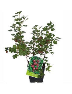 Grosella uva crispa o espinosa (maceta 2 litros) 2