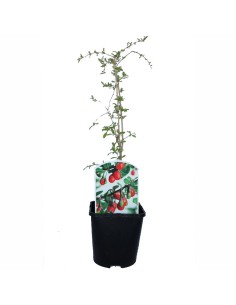 Goji (maceta 2 litros)