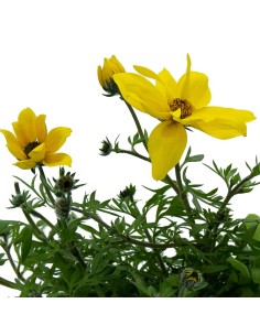 Bidens para pendurar por € 3,60 em Germigarden 2